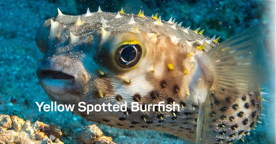 851 Yellow Spotted Burrfish.jpg