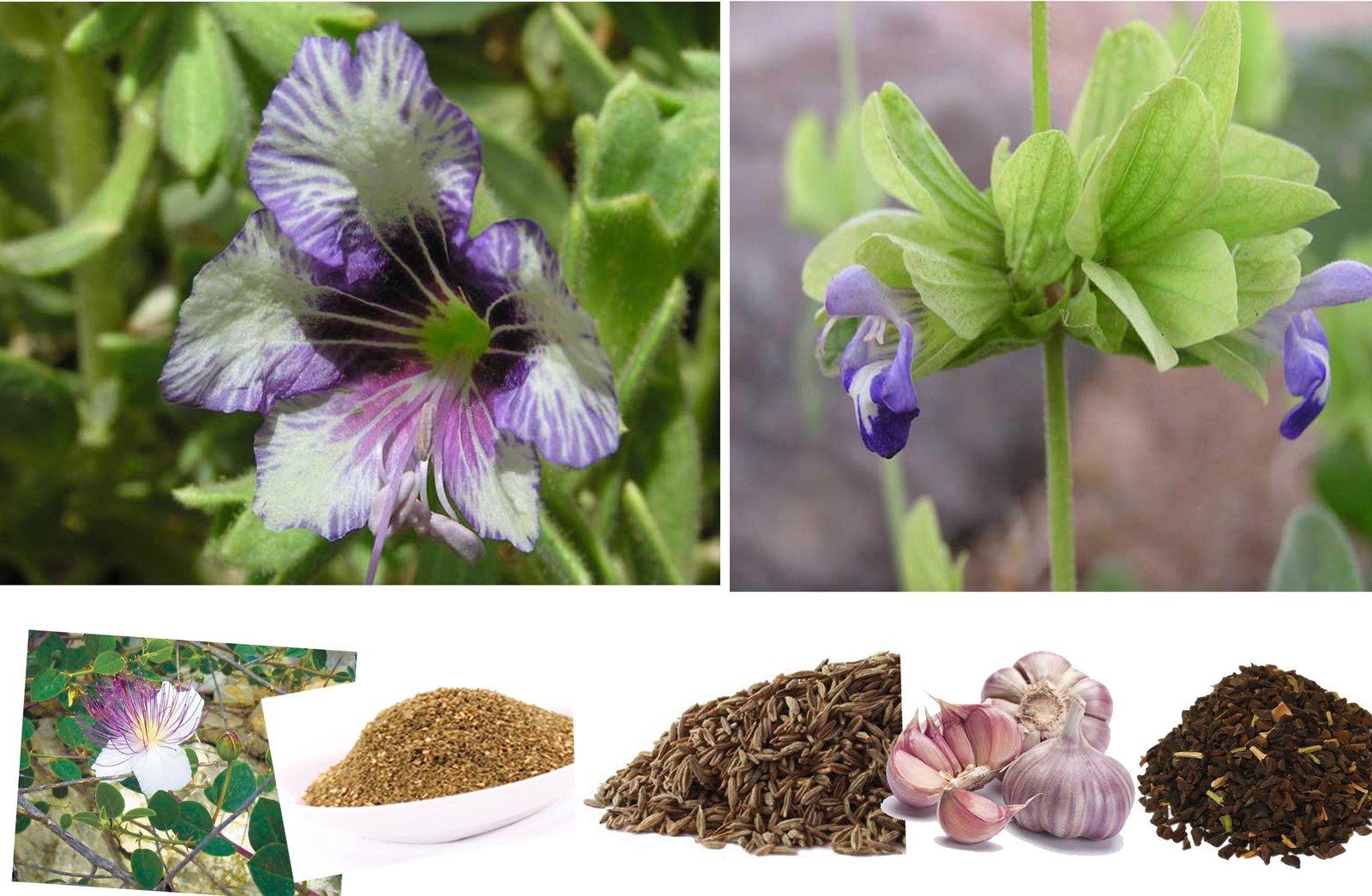 Stories about the medicinal herbs of Sinai and Bedouin medicine