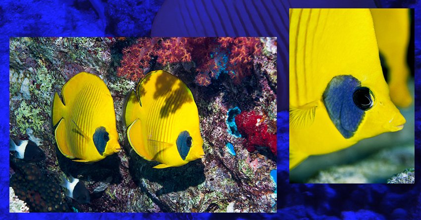 masked butterfly fish 02